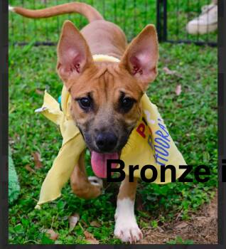 Black Mouth Cur and Terrier Dogs Available for Adoption in Liverpool, Texas - Bronze | PetCurious