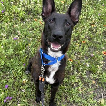 Dorito -  Belgian Shepherd Malinois Dog for Adoption in Pearland, Texas - Dorito | PetCurious