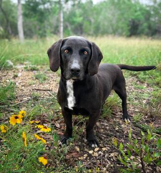Delta -  Basset Hound and Mixed Breed Dog for Adoption in Hondo, Texas - Delta | PetCurious