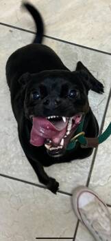 Rescue Terrier and Mixed Breed Dogs for Adoption in Honolulu, Hawaii - Sawyer | PetCurious