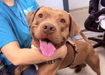 Blanko -  Mixed Breed Dog for Adoption in New York, New York - Blanko | PetCurious