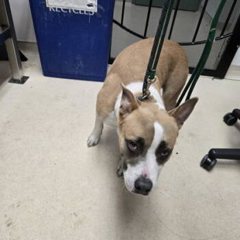 Rescue Pit Bull Terrier Dogs for Adoption in Oakland, California - Ashland | PetCurious