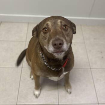 Mixed Breed Dogs Available for Adoption in Elyria, Ohio - Dixie | PetCurious