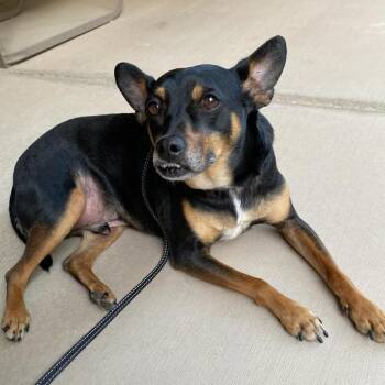 Manchester Terrier Dogs Available for Adoption - Jimi OS NV | PetCurious