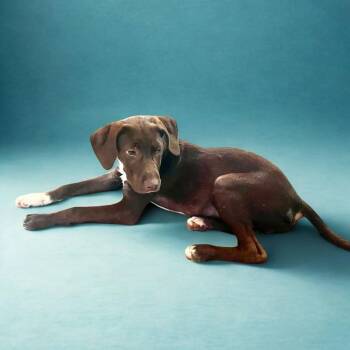 Apollo -  Chocolate Labrador Retriever and Akbash Dog for Adoption in Enterprise, Alabama - Apollo | PetCurious