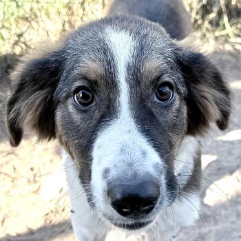 Annie -  Australian Shepherd and Saint Bernard Dog for Adoption in South Saint Paul, Minnesota - Annie | PetCurious