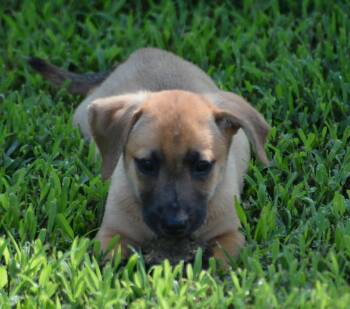 Han Solo (D2016) -  Dachshund and Mixed Breed Dog for Adoption in Gloucester Point, Virginia - Han Solo (D2016) | PetCurious