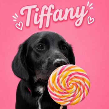 Tiffany -  Black Labrador Retriever Dog for Adoption in Mobile, Alabama - Tiffany | PetCurious