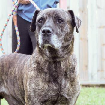 Mastiff Dogs Available for Adoption in Columbia, South Carolina - Zee | PetCurious