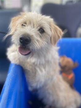 Mixed Breed Dogs Available for Adoption - GLOW | PetCurious