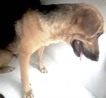 A660283 -  Belgian Shepherd Malinois Dog for Adoption in Houston, Texas - A660283 | PetCurious