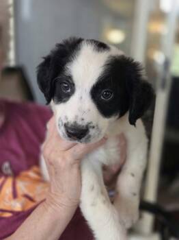 Candy Bars : Twix -  Border Collie and Labrador Retriever Dog for Adoption in Aurora, Indiana - Candy Bars : Twix | PetCurious