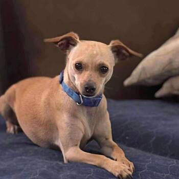 Rescue Chihuahua and Rat Terrier Dogs for Adoption in Warren, Rhode Island - Chloe | PetCurious