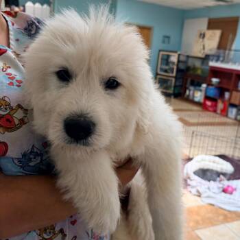 Echo -  Great Pyrenees Dog for Adoption in Columbus, Georgia - Echo | PetCurious