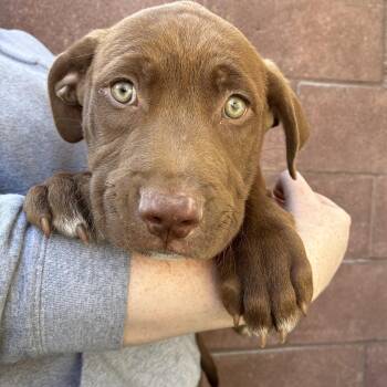 Cash -  Pit Bull Terrier Dog for Adoption in Las Vegas, Nevada - Cash | PetCurious