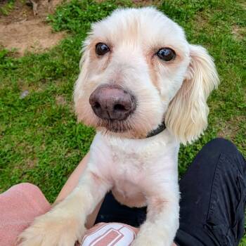 Poodle and Mixed Breed Dogs Available for Adoption in Houston, Texas - Nessie | PetCurious