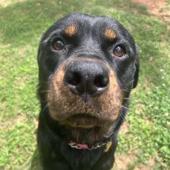 Mixed Breed Dogs Available for Adoption in Auburn, Alabama - Bindi | PetCurious