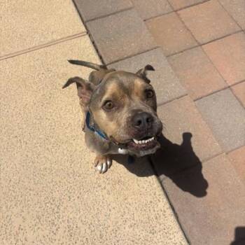 Bishop -  Mixed Breed Dog for Adoption in Dallas, Texas - Bishop | PetCurious