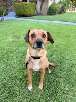 Beagle Dogs Available for Adoption in Manhattan Beach, California - Sweetie | PetCurious