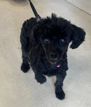 June Marie -  Yorkshire Terrier and Poodle Dog for Adoption in Albany, Georgia - June Marie | PetCurious