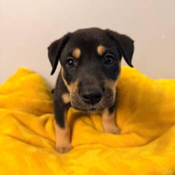 Bianca -  German Shepherd Dog Dog for Adoption - Bianca | PetCurious