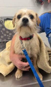 Tippy -  Terrier and Mixed Breed Dog for Adoption in Kansas City, Missouri - Tippy | PetCurious
