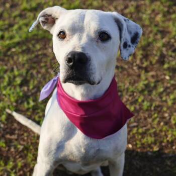 SYMPHONY -  American Staffordshire Terrier Dog for Adoption in San Antonio, Texas - SYMPHONY | PetCurious