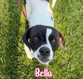 Basset Hound and Puggle Dogs Available for Adoption in Elburn, Illinois - Bella | PetCurious