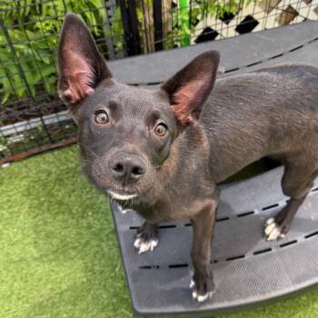 Piper 3070 -  German Shepherd Dog Dog for Adoption in Loxahatchee Groves, Florida - Piper 3070 | PetCurious