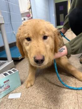Golden Retriever Dogs Available for Adoption - Shasta | PetCurious