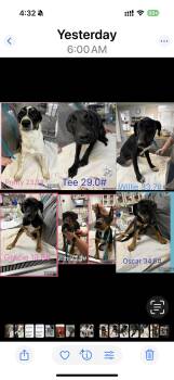 Rescue Terrier Dogs for Adoption in Seaside Heights, New Jersey - Litter Terrier Mix | PetCurious