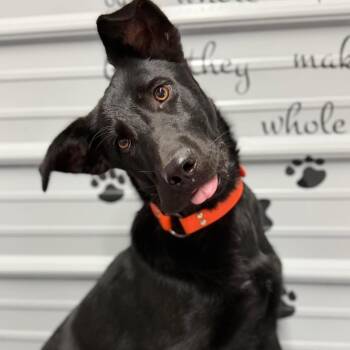 Molly -  Black Labrador Retriever Dog for Adoption in Princeton, Kentucky - Molly | PetCurious