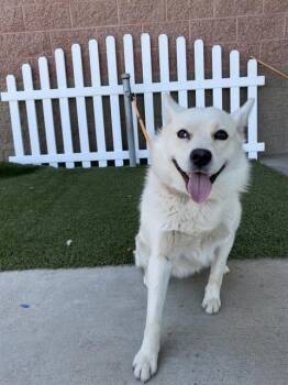 Australian Shepherd and Mixed Breed Dogs Available for Adoption in Modesto, California - AUSSIE | PetCurious