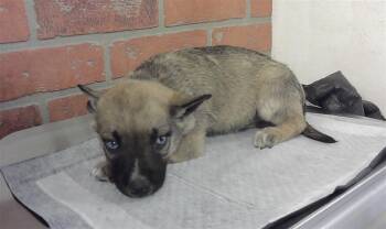 German Shepherd Dog and Mixed Breed Dogs Available for Adoption in Houston, Texas - SUMMER | PetCurious
