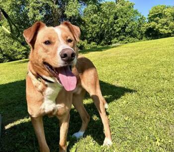 Rescue Mixed Breed Dogs for Adoption in Ashland, Kentucky - Chance | PetCurious
