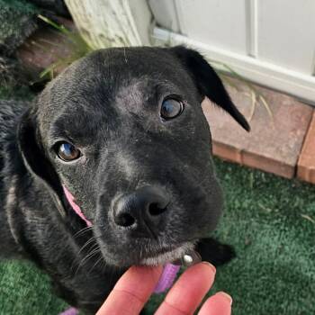 Flashy -  Chihuahua and Miniature Pinscher Dog for Adoption in Plainfield, Illinois - Flashy | PetCurious