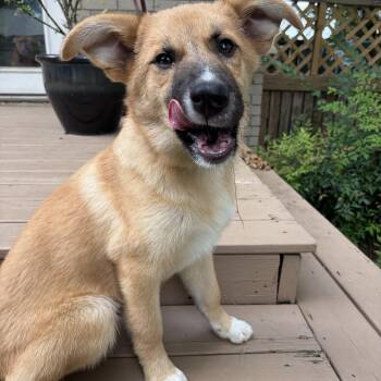 Bagel -  Australian Shepherd and Golden Retriever Dog for Adoption - Bagel | PetCurious