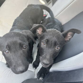 Rescue Labrador Retriever and Shepherd Dogs for Adoption in San Diego, California - Kiara And Nala | PetCurious