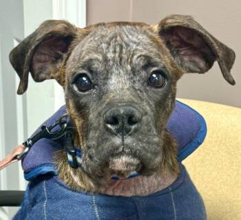 Boxer and Mixed Breed Dogs Available for Adoption - Boone | PetCurious