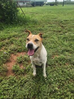Bradley Boy -  Pit Bull Terrier Dog for Adoption in Beeville, Texas - Bradley Boy | PetCurious