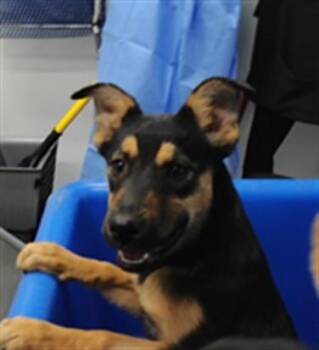 ROLO -  German Shepherd Dog and Mixed Breed Dog for Adoption in Albuquerque, New Mexico - ROLO | PetCurious