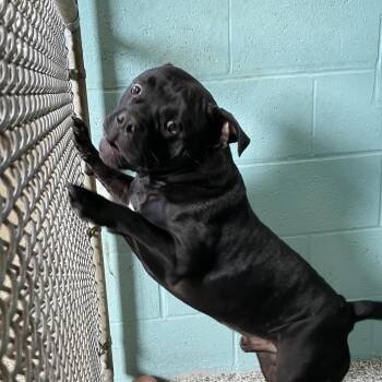 Mixed Breed Dogs Available for Adoption in Port Charlotte, Florida - Hooch | PetCurious