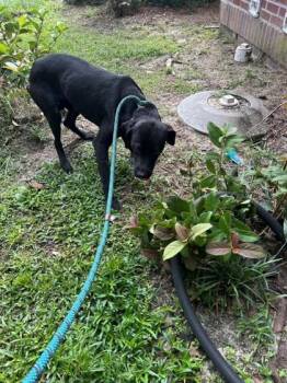 Cobb -  Labrador Retriever and Mixed Breed Dog for Adoption in Savannah, Georgia - Cobb | PetCurious