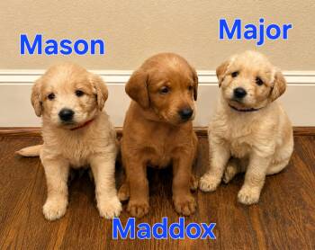 Major -  Goldendoodle and Labradoodle Dog for Adoption in Dallas, Texas - Major | PetCurious