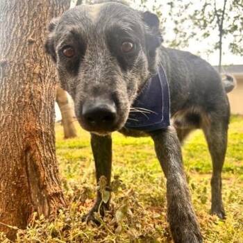 Australian Cattle Dog Blue Heeler Dogs Available for Adoption - Macaroon | PetCurious