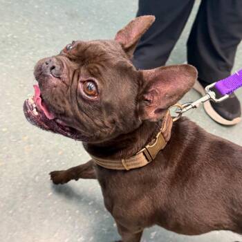 French Bulldog and Boston Terrier Dogs Available for Adoption in Clearwater, Florida - Brutus | PetCurious