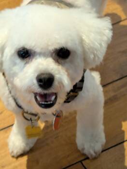 Bichon Frise Dogs Available for Adoption in Toronto, Ontario - Oliver | PetCurious