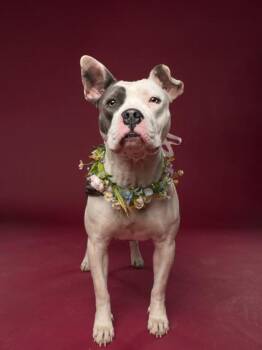 Pit Bull Terrier and Mixed Breed Dogs Available for Adoption in Atlanta, Georgia - Elle - RN | PetCurious