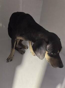 A662487 -  Chihuahua Dog for Adoption in Houston, Texas - A662487 | PetCurious