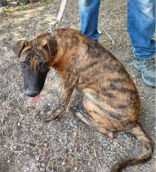 Rescue Belgian Shepherd Malinois Dogs for Adoption in Golden Valley, Arizona - Fargo | PetCurious